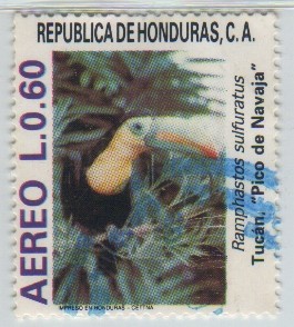 Ramphastos sulfuratus