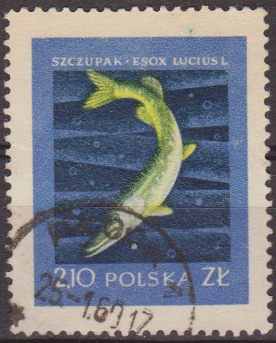 Polonia 1958 Scott 812 Sello Fauna Peces Pike Usado Polska Poland Polen Pologne 