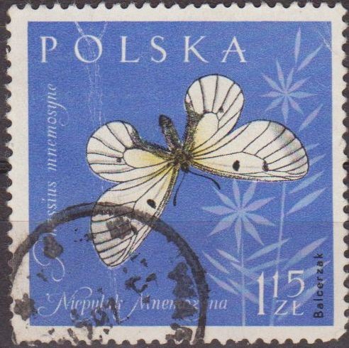 Polonia 1961 Scott 1035 Sello Fauna Insectos La Blanca Aso Parnassius mnemosyne Usado Polska Poland 