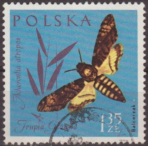 Polonia 1961 Scott 1036 Sello Fauna Insectos Esfinge de la Muerte Acherontia Atropos Usado Polska