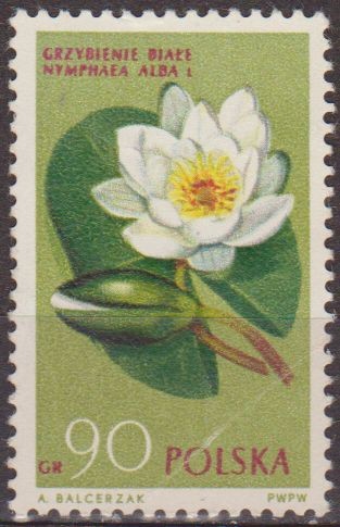 Polonia 1962 Scott 1070 Sello Flora Flor Nenufar Blanco Nymphaea Alba Usado Polska Poland Polen