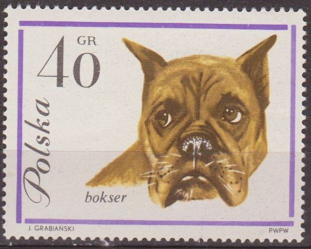 Polonia 1963 Scott 1117 Sello Nuevo Fauna Perros Boxer Polska Polska Poland Polen Pologne 