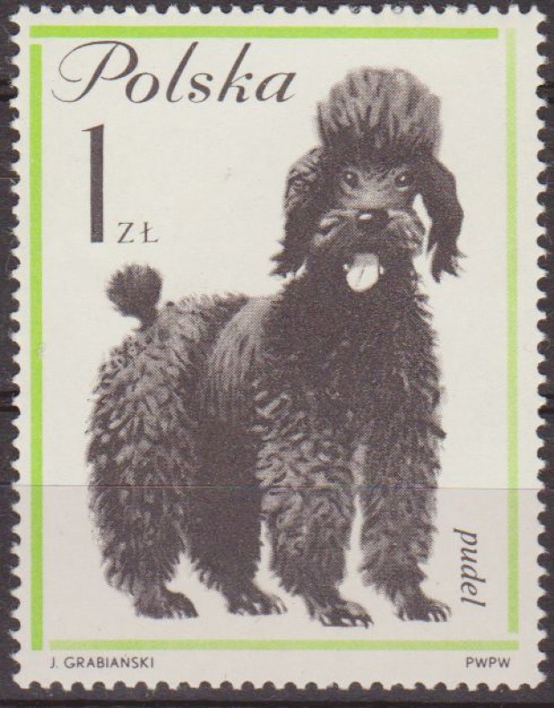 Polonia 1963 Scott 1120 Sello Nuevo Fauna Perros Poodle Polska Poland Polen Pologne 