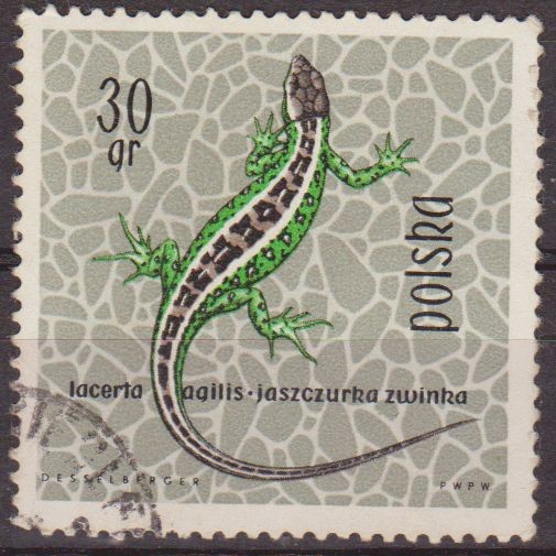 Polonia 1963 Scott 1134 Sello Fauna Reptiles Lagarto Agil Lacerta Agilis Usado Polska Poland Polen