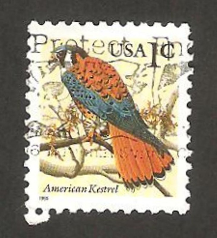 pájaro cernícalo americano