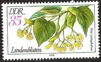 DDR - TILIA PLATYPHYLLOS