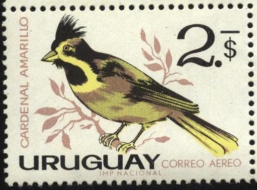 Aves autóctonas. Cardenal Amarillo.