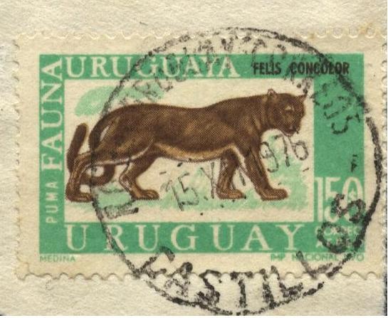 Fauna uruguaya. El Puma,  Felis concolor. En la actualidad es una especie extinguida. 