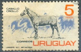 Caballo criollo