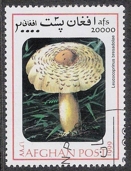 SETAS-HONGOS: 1.100.032,01-Leucocoprinus bresadolae  -Mch.1843