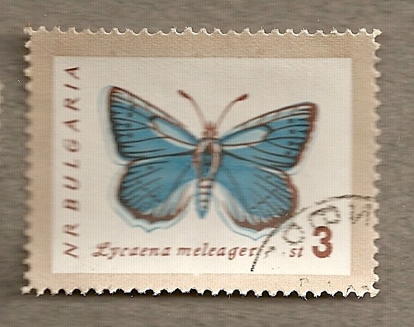 Mariposa Lycaena meleager