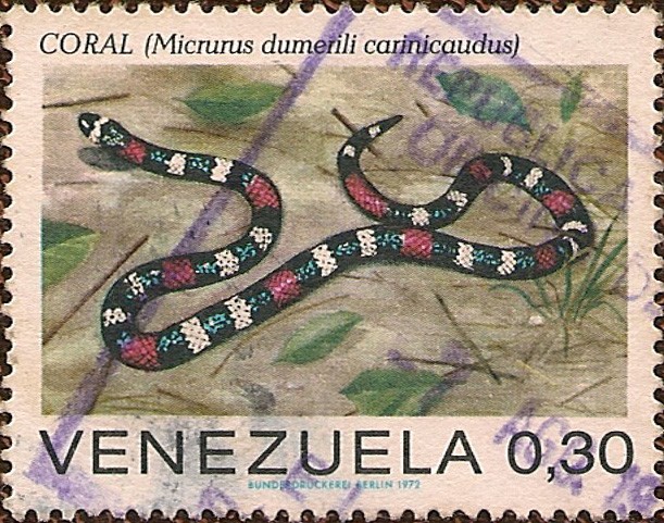 Serpientes: Coral (Micrurus dumerili carinicaudus).