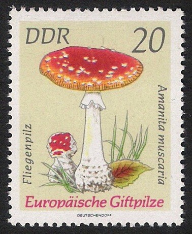 SETAS-HONGOS: 1.152.014,00-Amanita muscaria