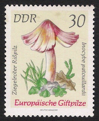 SETAS-HONGOS: 1.152.016,00-Inocybe patouillardii