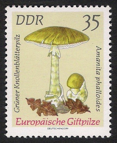 SETAS-HONGOS: 1.152.017,00-Amanita phalloides