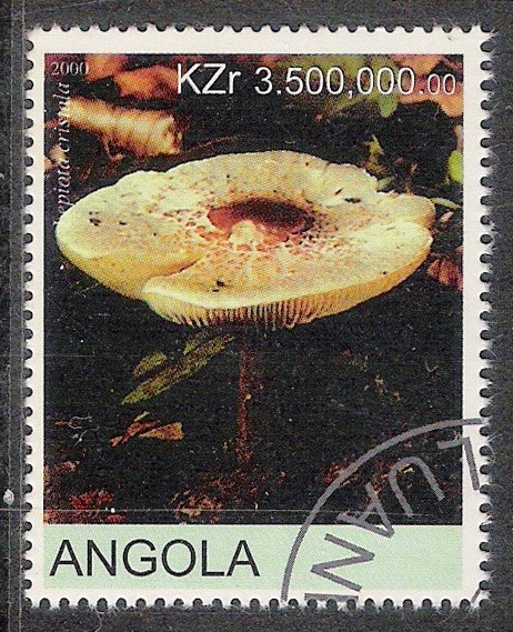 SETAS-HONGOS: 1.104.026,00-Lepiota cristala