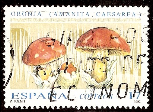 Oronja (Amanita caesarea)