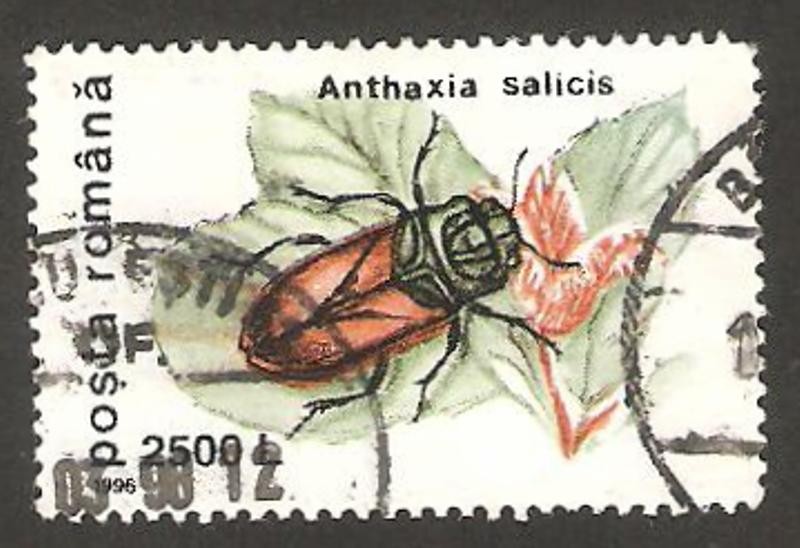 insecto anthaxia salicis