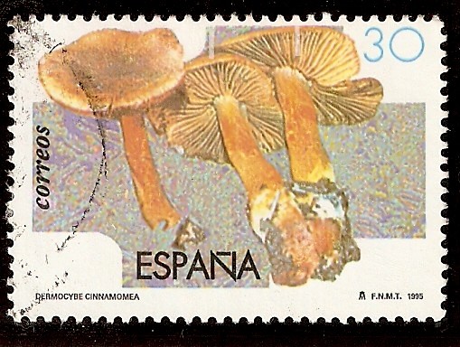 Cortinario canelo (Dermocybe cinnamomea)