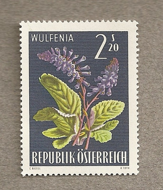 Wulfenia