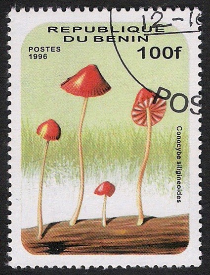 SETAS-HONGOS: 1.114.014,00-Gonocybe siligineoides - 