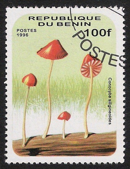 SETAS-HONGOS: 1.114.014,01-Gonocybe siligineoides -Dm.996.142-Mch.852-Sc.880