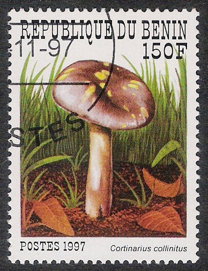 SETAS-HONGOS: 1.114.022,01-Cortinarius collinitus -Sc.1030