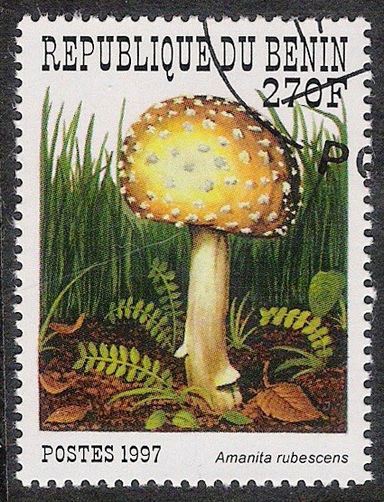 SETAS-HONGOS: 1.114.024,01-Amanita rubescens -Sc.1032