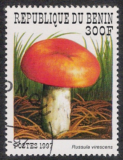 SETAS-HONGOS: 1.114.025,01-Russula virescens -Sc.1033