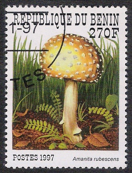 SETAS-HONGOS: 1.114.024,02-Amanita rubescens -Sc.1032