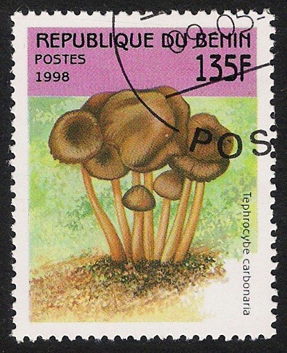 SETAS-HONGOS: 1.114.031,01-Tephrocybe carbonaria -Sc.1055