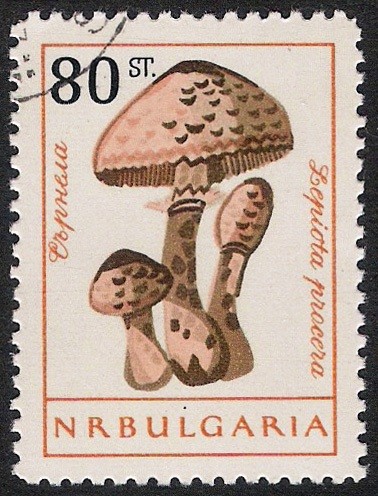 SETAS-HONGOS: 1.120.006,00-Macrolepiota procera