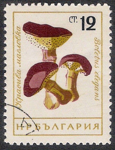 SETAS-HONGOS: 1.120.003,01-Boletus elegans -Dm.961.80-Mch.1273-Sc.1885