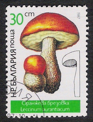 SETAS-HONGOS: 1.120.023,01-Leccinum aurantiacum -Dm.978.6-Y&T.3073-Mch.3548-Sc.3234