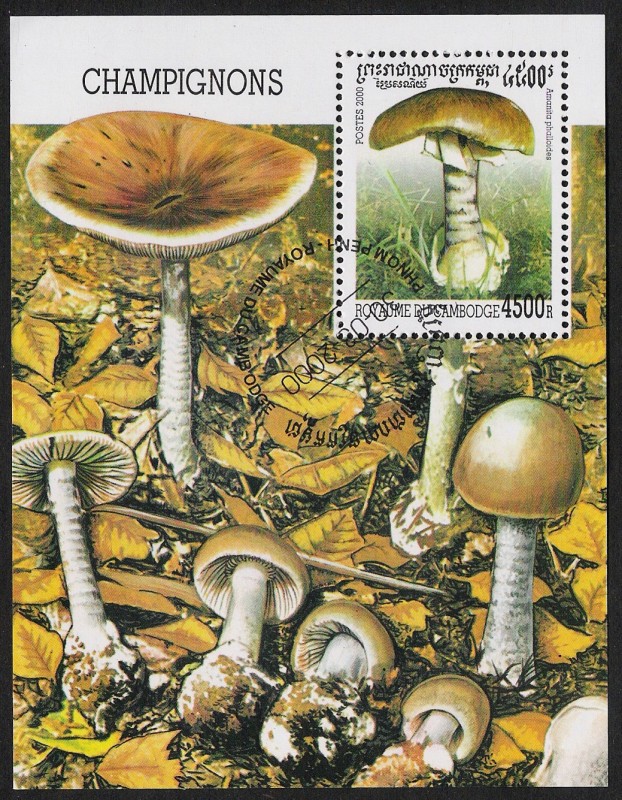 SETAS-HONGOS: 1.124.047,00-Amanita phalloides