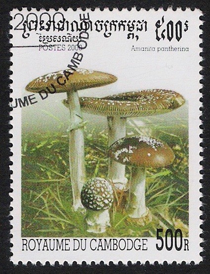 SETAS-HONGOS: 1.124.042,02-Amanita pantherina -Sc.1953