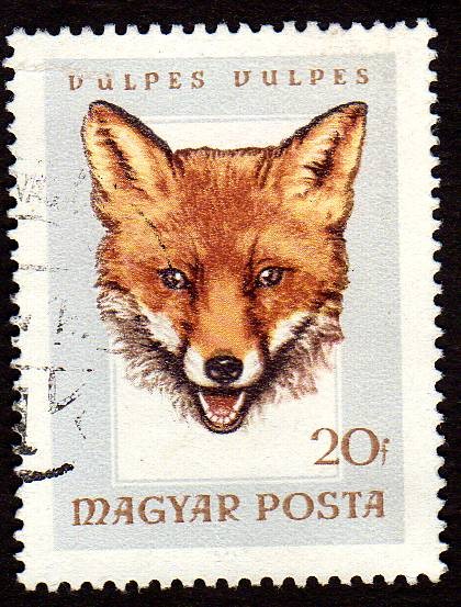 Dulpes Vulpes