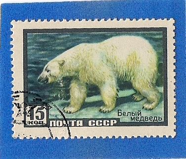 Oso Polar