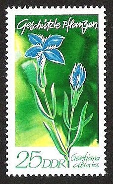 DDR - GENTIANA CILIATA