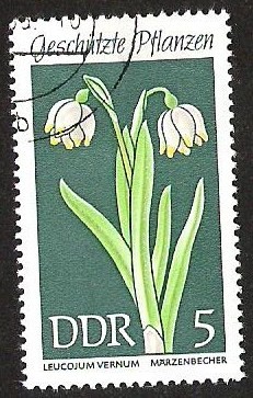 DDR - LEUCOJUM VERNUM