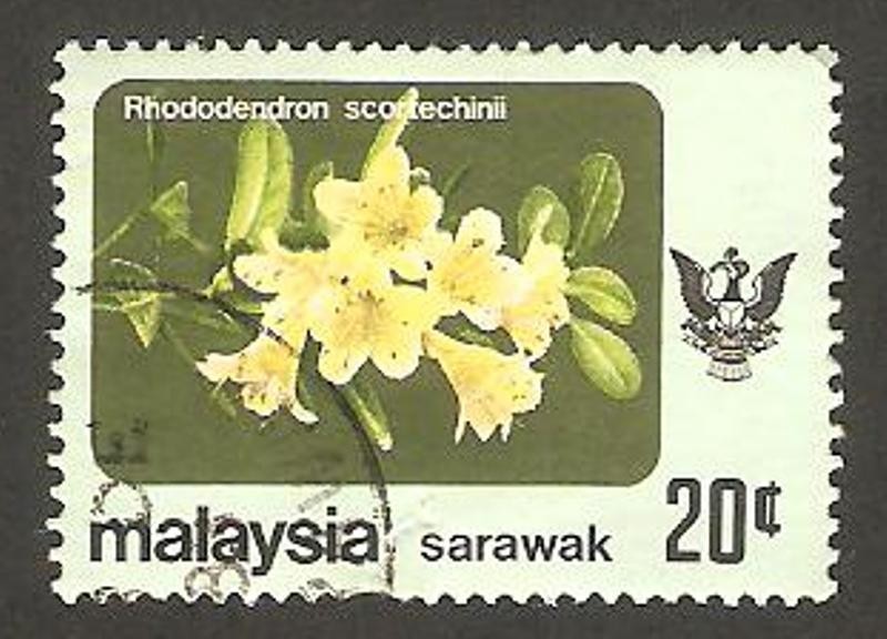 sarawak - flor rhododendron scortechinii