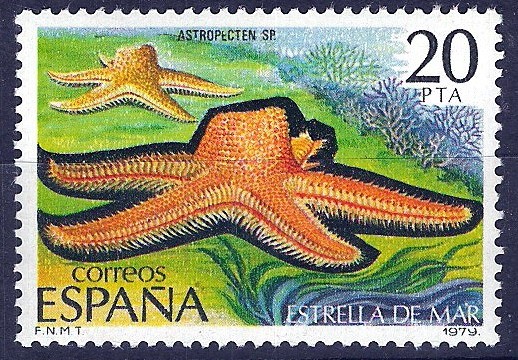 2534 Fauna. Invertebrados. Estrella de Mar.