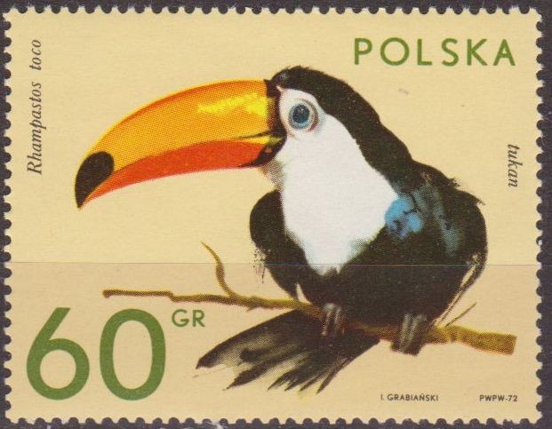 Polonia 1972 Scott 1890 Sello Nuevo Fauna Animales de Zoo Pajaros Aves Tucan Ramphastos Toco Polska 