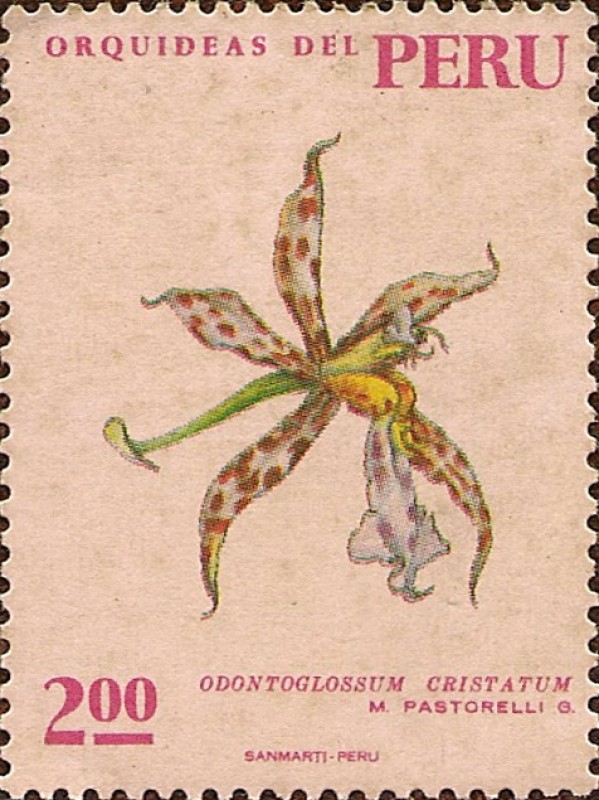 Orquídeas del Perú: Odontoglossum cristatum.