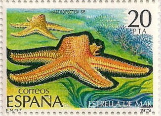 Estrella de mar