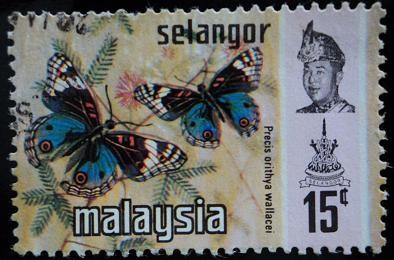 Estado de Selangor / Mariposa Azul Pensamiento