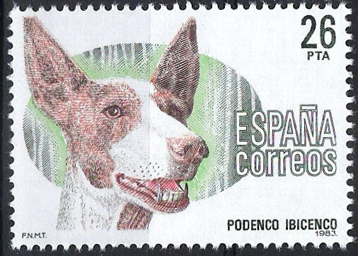 2713 Perros de Raza española, Podenco Ibicenco.