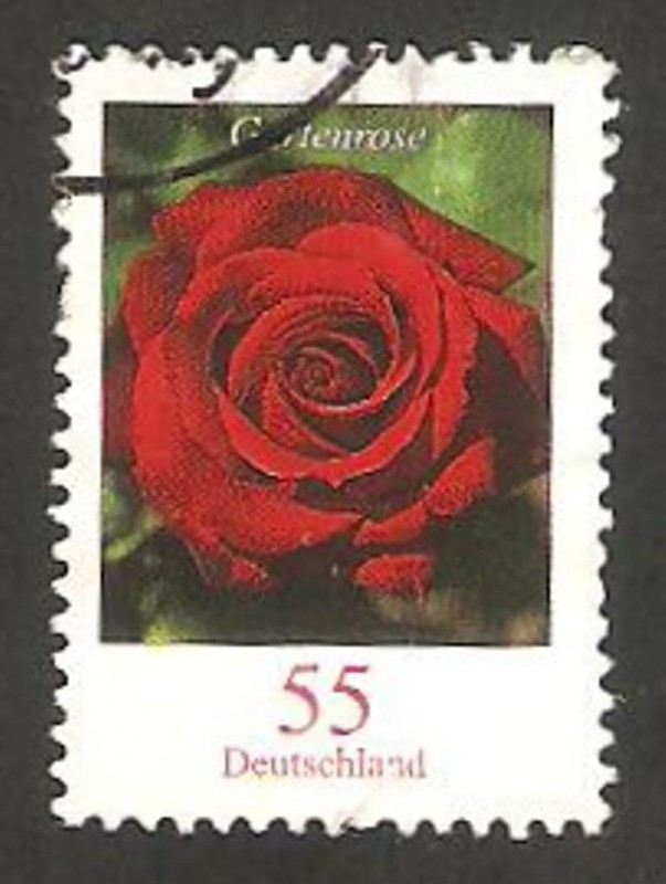 2494 - rosa roja