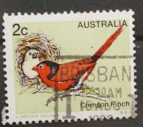 crimson finch