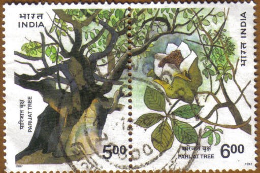 PARIJAT TREE